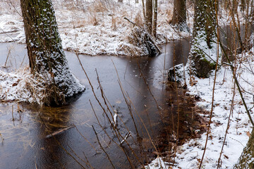 A river flowing through the forest, Bialowieza Forest, poland