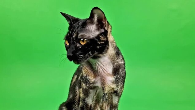 Portrait of a serious looking tortoiseshell oriental cat with striking yellow eyes against a bright green screen background