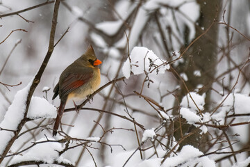 Female Northern cardinal after a fresh snow.