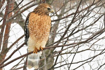 Red-shouldered hawk on a limb in the winter.