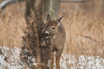 Young deer eating cedar in a winter scene.