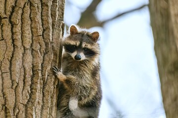 Racoon up a tree on a winter day. © Lester