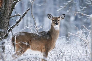 White-tailed deer with winter forest background.