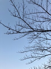 冬の森の桜と空