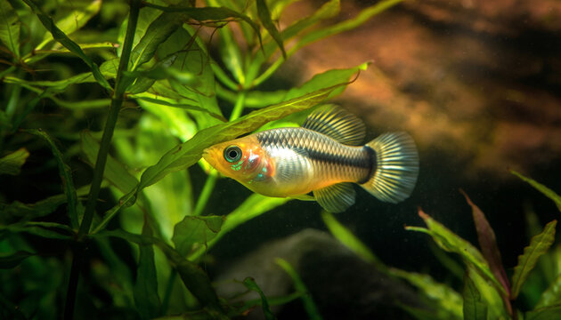 A beautiful Pseudomugil gertrudae fish swimming in a freshwater aquarium.