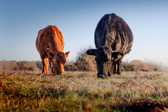 A brown cow and a black cow graze on a grassy field, shot from a low angle with strong, warm side lighting from the early morning sun, highlighting the animals' fur.
