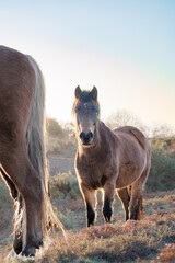 A brown New Forest pony stands backlit by the morning sun, looking at the camera, with the tail and...