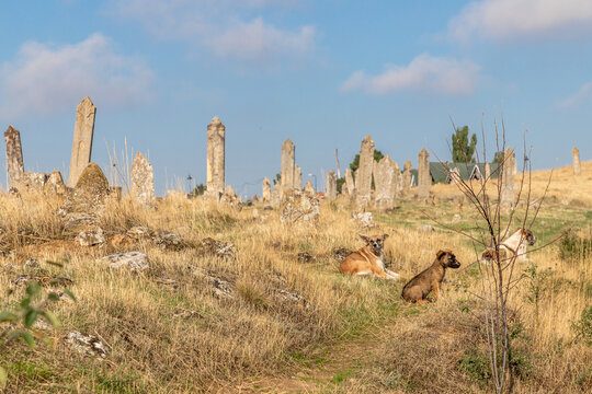 Graveyard dogs in a cemetery in Gobustan, Azerbaijan
