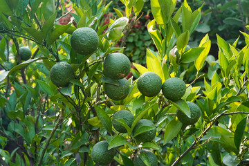 Several green Kassia limes on branches in the garden. A bunch of large, round fruits with thick peels ripen on the tree. Close-up. Horizontal image. Natural background.