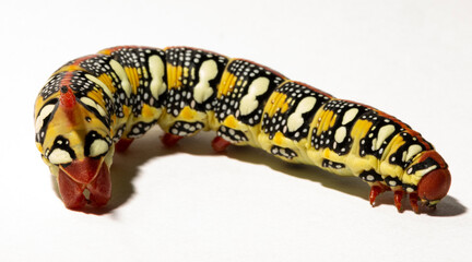 Hyles euphorbiae, the spurge hawk-moth, is a European moth of the family Sphingidae.