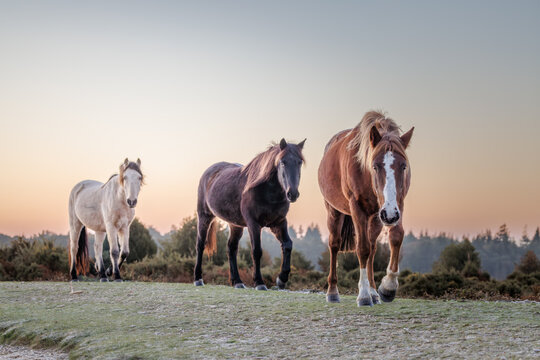 Three New Forest ponies, including chestnut, bay, and grey colours, walk directly towards the camera on frosty grass just after sunrise on the open heathland of the New Forest, UK.