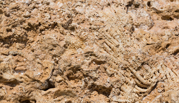 Fossil corals of the Red Sea. Ancient creatures, turned into stone. Reef corals.