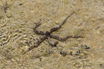 Ophiocoma scolopendrina in its natural habitat. African fauna of the Red Sea.
