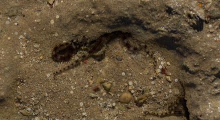 Ophiocoma scolopendrina in its natural habitat. African fauna of the Red Sea.
