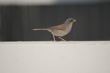 Yellow-eyed Junco Bird Perched on the valcony