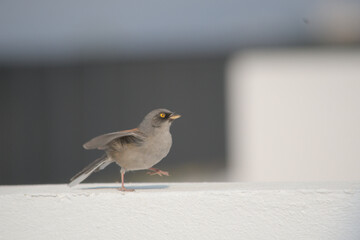 Yellow-eyed Junco Bird Perched on the valcony