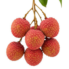 Fresh ripe lychee fruit hanging on a branch