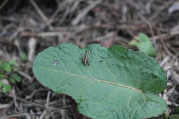 Nature micro photography