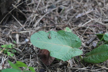 Nature micro photography