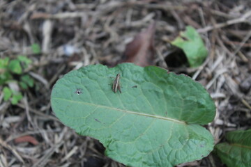 Nature micro photography