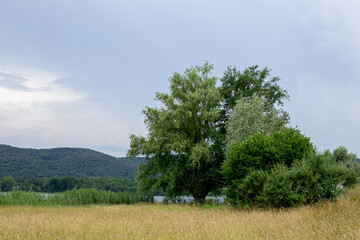 glimpse of the lake through the thick vegetation