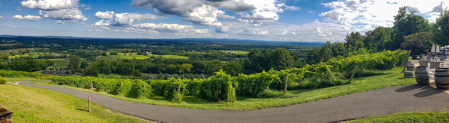 Obraz premium Countryside vineyard panorama with vibrant grapevines