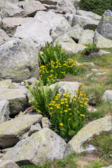 Pirin Mountain near Banderitsa Area, Bulgaria