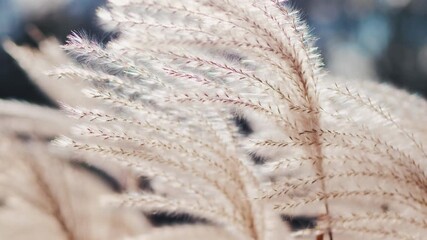 Fluffy reed grass blowing in the wind - Powered by Adobe
