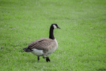 Goose