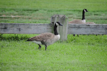 Goose