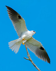 A close portrait of a  hawk from the chest up with a smooth blue blurred background, showing its sharp gaze, detailed feathers, and natural posture in a clean wildlife scene.