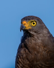 A close portrait of a  hawk from the chest up with a smooth blue blurred background, showing its sharp gaze, detailed feathers, and natural posture in a clean wildlife scene.
