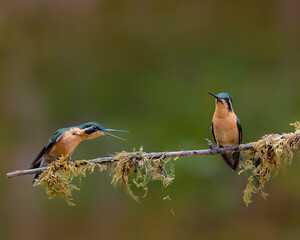 Hummingbirds flying with a soft blurred background in a natural Costa Rican environment, showing vibrant feathers, rapid wing movement, and elegant motion in a clean wildlife scene.