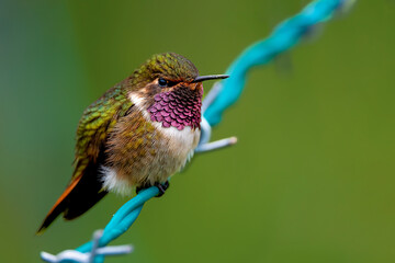 Hummingbirds flying with a soft blurred background in a natural Costa Rican environment, showing vibrant feathers, rapid wing movement, and elegant motion in a clean wildlife scene.