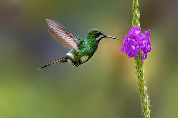 Hummingbirds flying with a soft blurred background in a natural Costa Rican environment, showing vibrant feathers, rapid wing movement, and elegant motion in a clean wildlife scene.