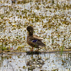 Duckling Standing on a Rock by Water
