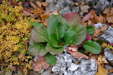 Close-up of Bergenia cordifolia in a natural garden center. Juicy greens and red leaves contrast with dry scorched leaves and decorative stones. The atmosphere of early autumn landscape design