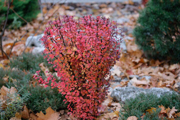 A bright autumn bush of Berberis thunbergii with rich red-orange leaves in an ornamental garden. Barberry can be seen on aphids of fallen leaves, stones and evergreen shoots. seasonal autumn leaves.