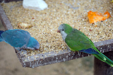 Two Quaker parrots – blue and green monk parakeets eating seeds on wooden perch in aviary close-up. Myiopsitta monachus eating sunflower seeds on a wooden perch inside an aviary. exotic pets