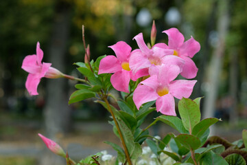 Vibrant pink Mandevilla (Dipladenia) flowers in bloom outdoors, lush green foliage and delicate tropical blossoms with soft natural background, bright ornamental plant for garden and landscape design
