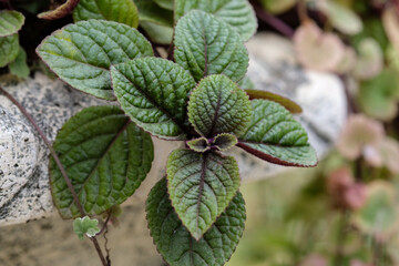 Close-up of Plectranthus ciliatus &lsquo;Nico&rsquo; young leaves with dark purple veins &ndash; stunning foliage plant macro. Soft natural light, outdoor setting. dark purple-burgundy veins on vibrant textured foliage