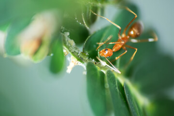 Macro shot of red ant 