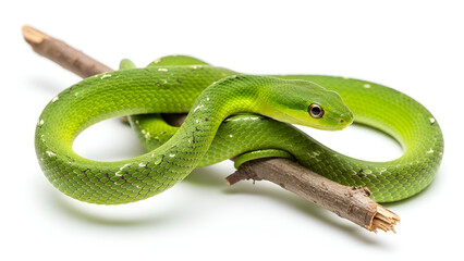 Fototapeta premium A green vine snake coiled around a wooden branch on a white background, showing sharp scale details and vivid color.