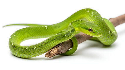 A green vine snake coiled around a wooden branch on a white background, showing sharp scale details and vivid color.