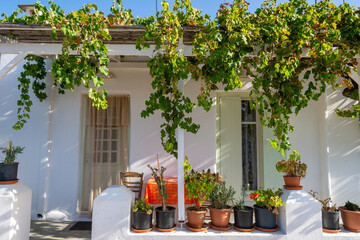 View of a typical rustic vine covered porch in a greek island sugar cube village