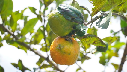 ripe oranges straight from the tree and affected by pests
