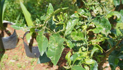 orange leaves affected by pests