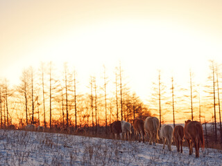 朝焼けと道産子