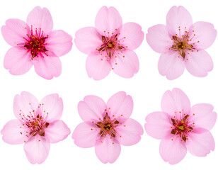 Six pink floral blooms in two rows on a black background cutout