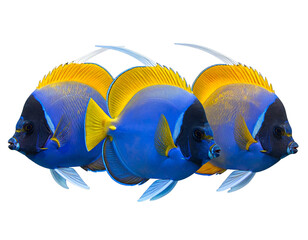 Three blue and yellow tropical fish against a stark black background
